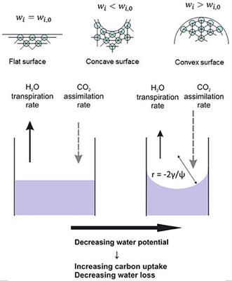 Effect of Leaf Water Potential on Internal Humidity and CO2 Dissolution: Reverse Transpiration and Improved Water Use Efficiency under Negative Pressure